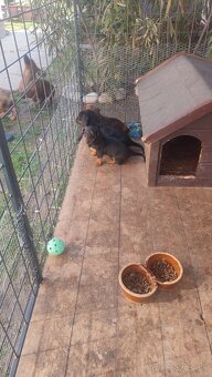 Jazvecík standart - 6