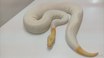 P. Regius.Pyton kralovsky - 6