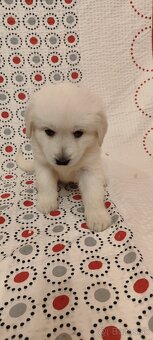 Predám šteniatka slovenského Čuvača - 6