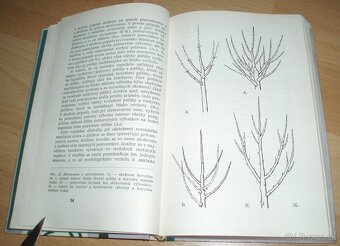 Rez a tvarovanie ovocných drevín - 6