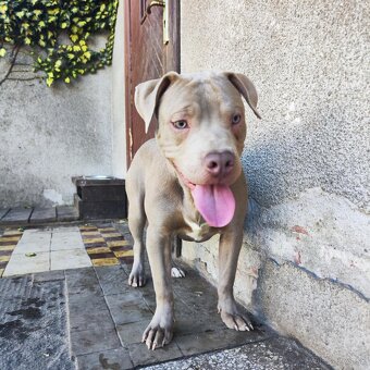 Americký pitbulterier pitbul pitbull silver lilac rare Topp - 6