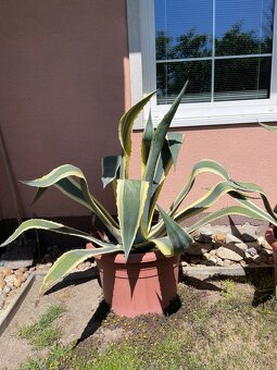 Agave americana ‘Marginata’ - 6