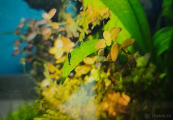 Krevetky neocaridina - 6