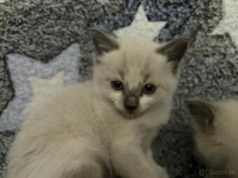 Ragdoll - 6