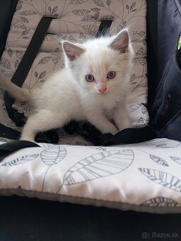 Ragdoll - 6