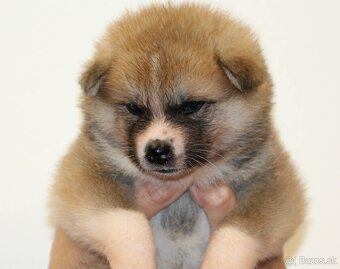 Akita inu šteniatka s rodokmeňom - 6