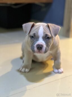 🐾 American Bully Pocket – štěňata na prodej 🐾 - 6