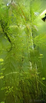 Predám rastliny - 6