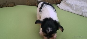 Yorkshire terier biewer - 6