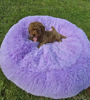 Pudlik, pudel toy-mini -Poodle - 6