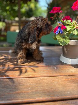 Cavapoo - 6