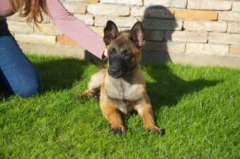 Belgický ovčiak- Malinois s PP - 6