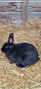 Predám malý chov mäsových králikov. - 6