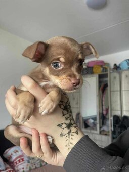 ČIVAVA ŠTENIATKÁ🐾 - 6