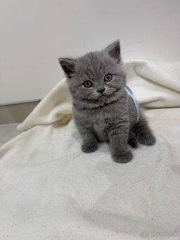 Britske maciatka - 6