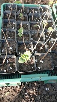 Paulownia Tomentosa - 6