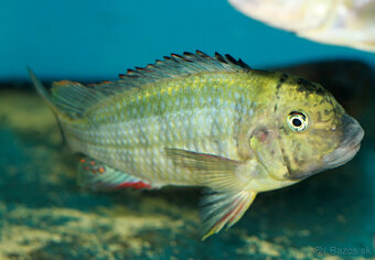 Tropheus nkonde bright yellow, moliro , maswa , ikola - 6