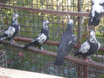 Predám poštové holuby - 6