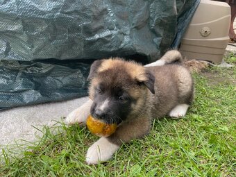 Americká Akita - 6