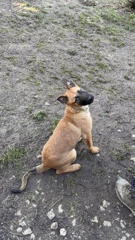 Belgický ovčiak - šteniatka - 6