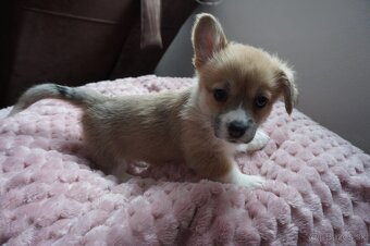 Welsh Corgi Pembroke - 6