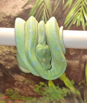 Morelia Viridis - 6