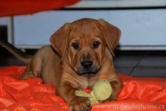 Tosa inu štěnata - přijímáme rezervace - 6