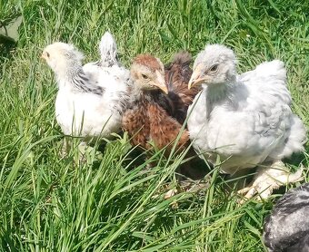 Kuriatka brahman, marans, green shell - 6
