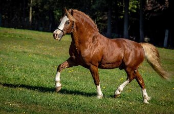 Roční klisna Welsh pony of cob type - 6