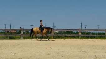 12 ročný valach - 6