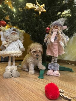 Pudel pudlik toy - 6