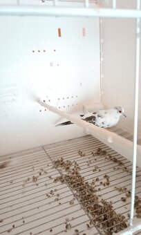 Holúbky diamantove straky - 6