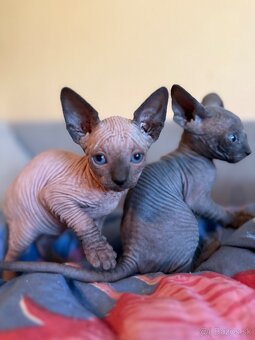 Sphynx mačiatka - 6
