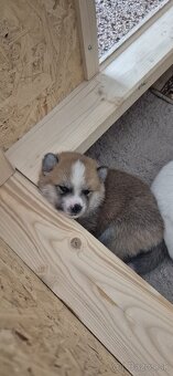 Akita Inu - šteniatka s rodokmeňom - 6