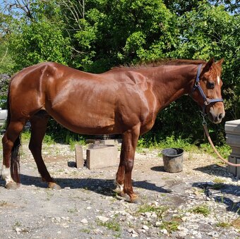 QH kobyla so žrebčekom APHA - 6