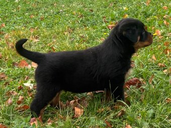 Rottweiler, rotvajler, rtw - 6