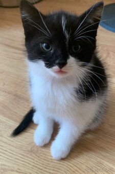 Darujem mačiatka - 6