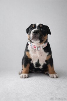 AMERICAN BULLY XL🩵💜 - 6
