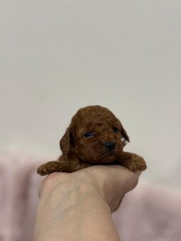 Pudel, pudlik toy/trpaslík - 6