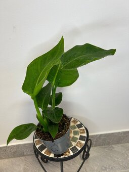 Strelitzia nicolai - 6