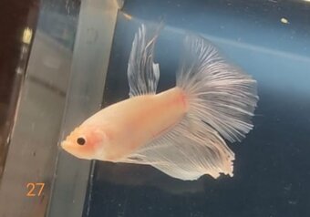Bojovnica, betta, samec - 6