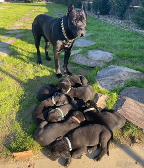 Cane corso - 6