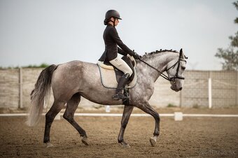 Working Equitation kobyla - 6
