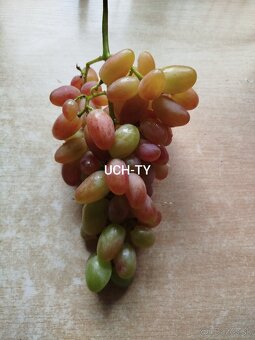 Predám odrezky viniča - 6