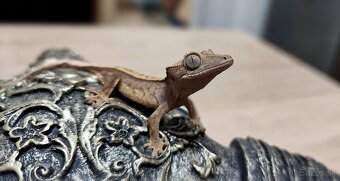 Pagekon riasnaty - 6