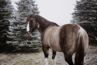 Paint horse pripustanie qh - 6