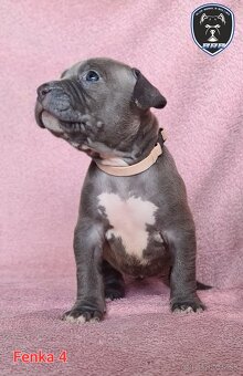 Štěňata American Bully XL s PP ABKC - 6