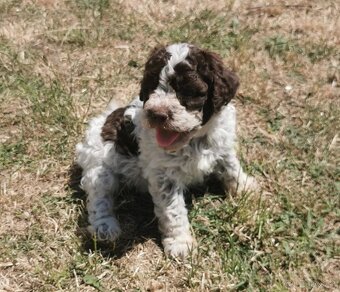Lagotto Romagnolo steniatko - 6
