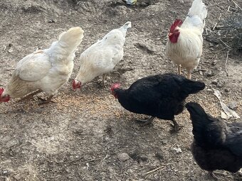 Predám kohútov - 6