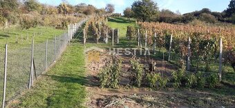 predaj Vinohradníckej chaty s vinohradom - 6
